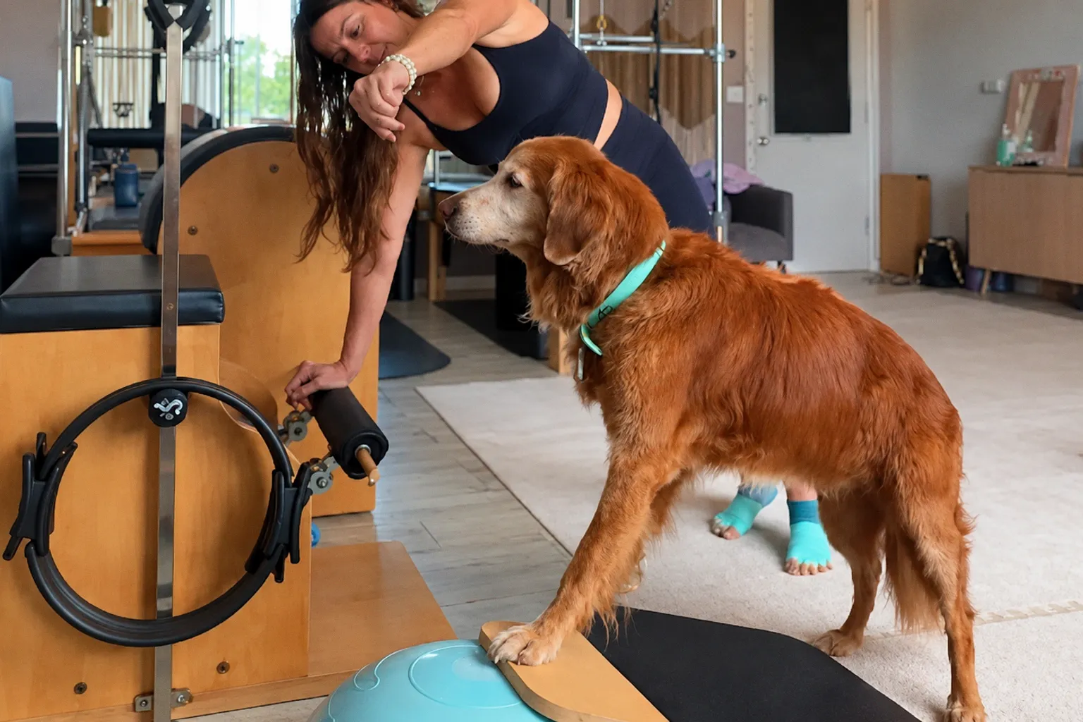 Perro anciano en Hawái recupera la movilidad gracias a sesiones de Pilates canino